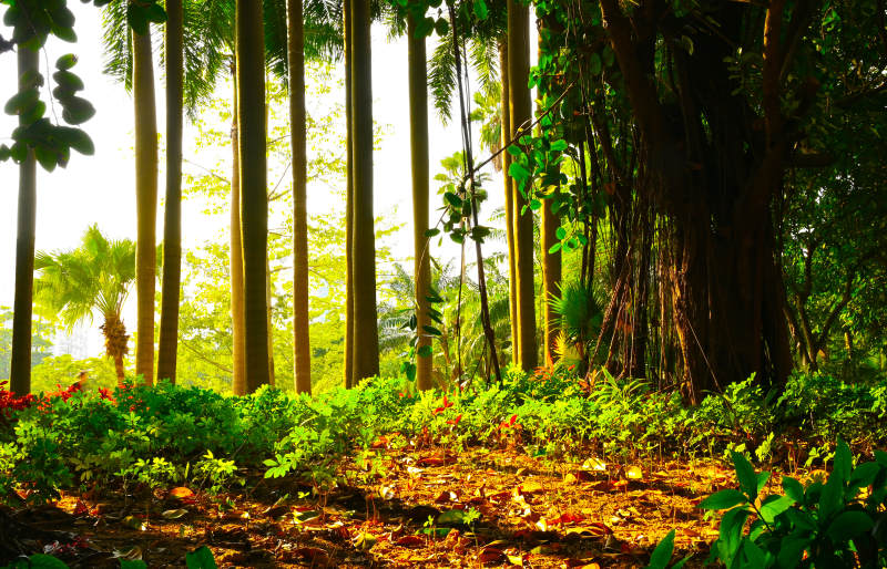 深圳洪湖公园林间光影图片