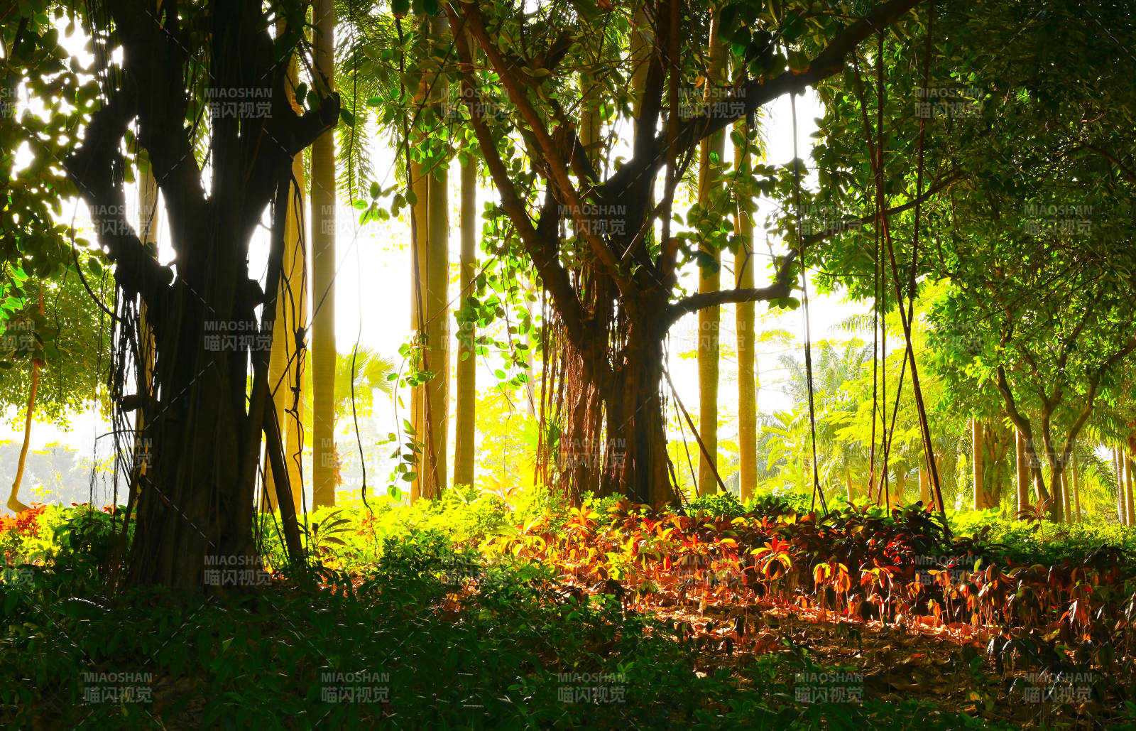 深圳洪湖公园阳光穿透林间图片