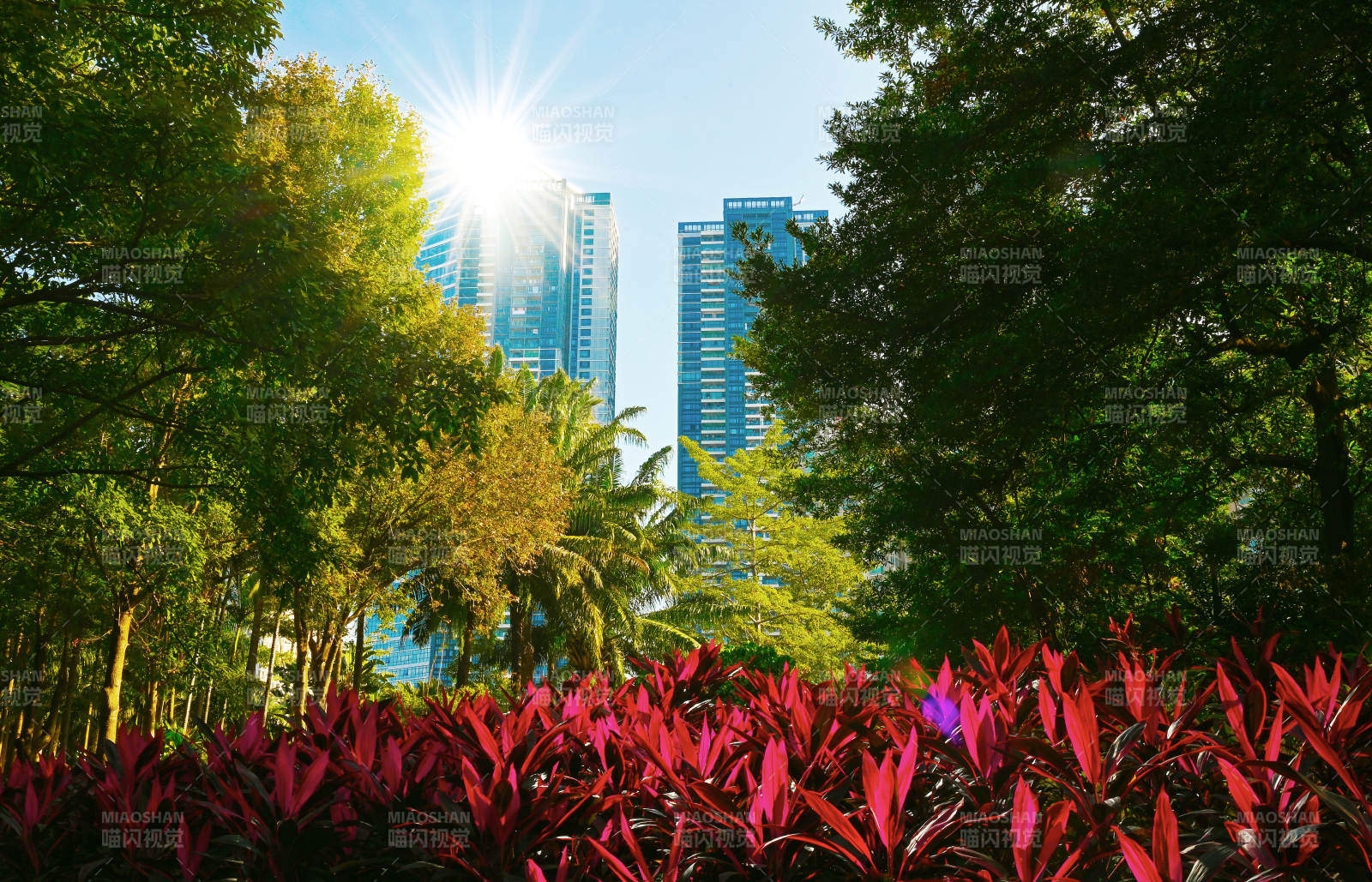 阳光下的城市绿洲图片