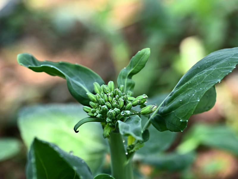 春菜绿叶花蕾初绽图片