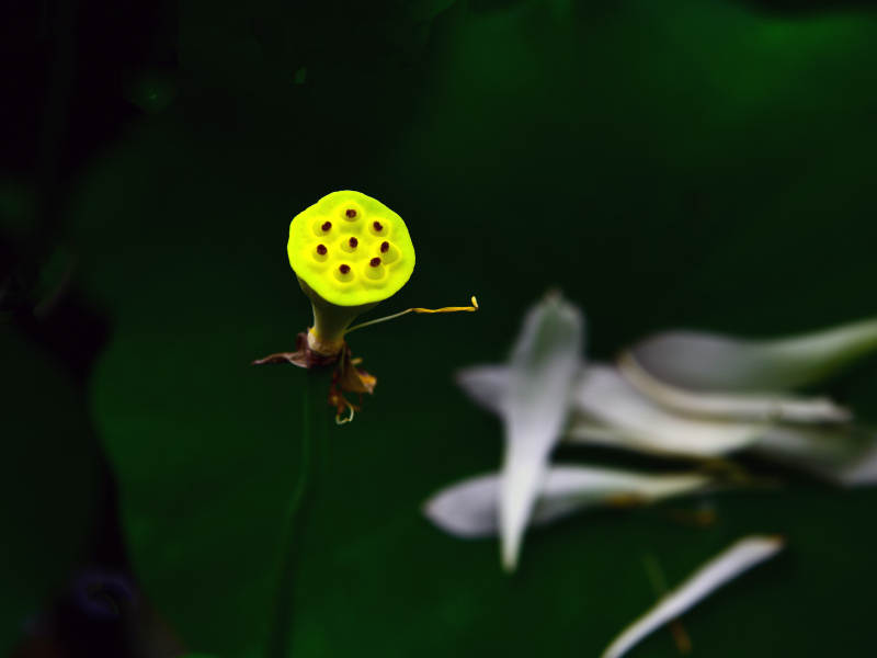 莲蓬静立水中央图片