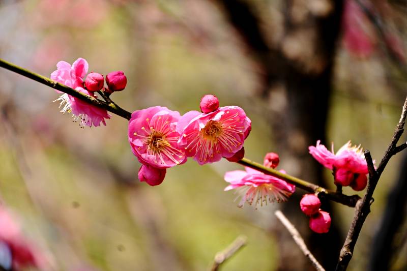 梅花绽放春意浓图片