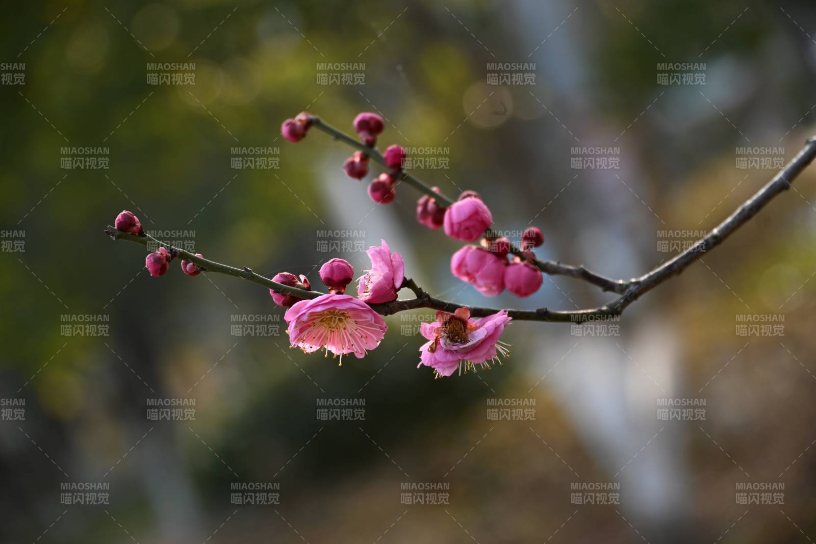 梅花绽放枝头图片