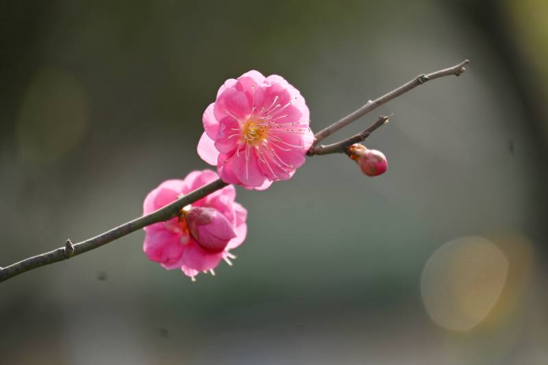 梅花绽放枝头图片