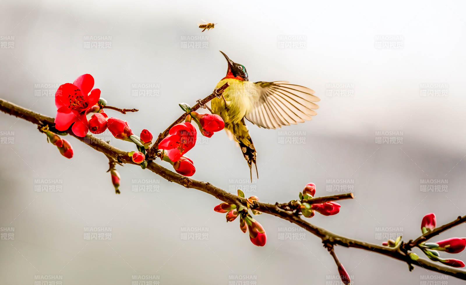 春之舞：蜂鸟恋花枝图片