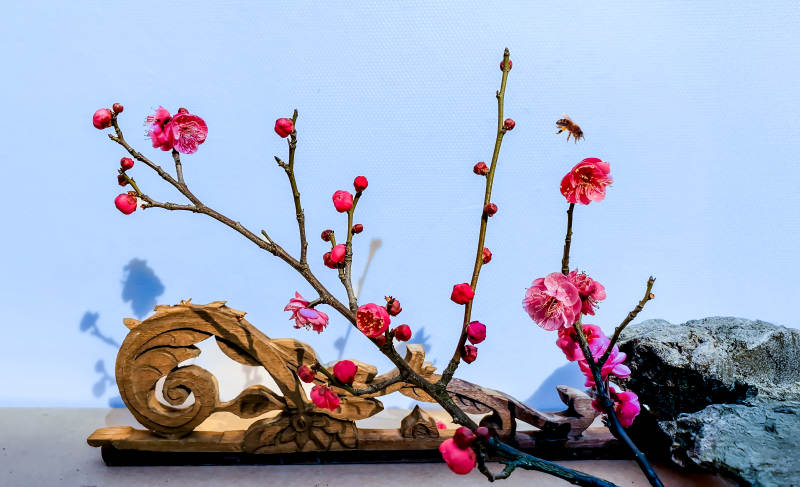 立春小品：梅花枝头春意浓图片