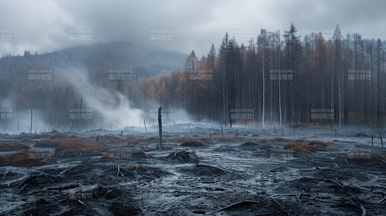 焚林之后图片
