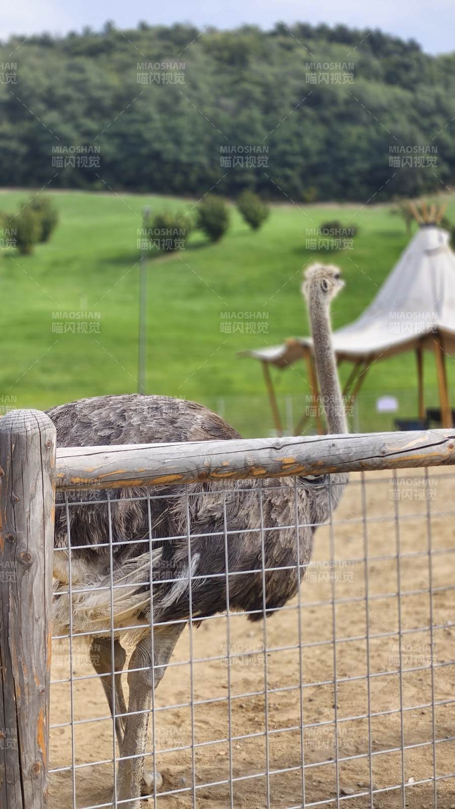 鸵鸟园中悠闲时光图片