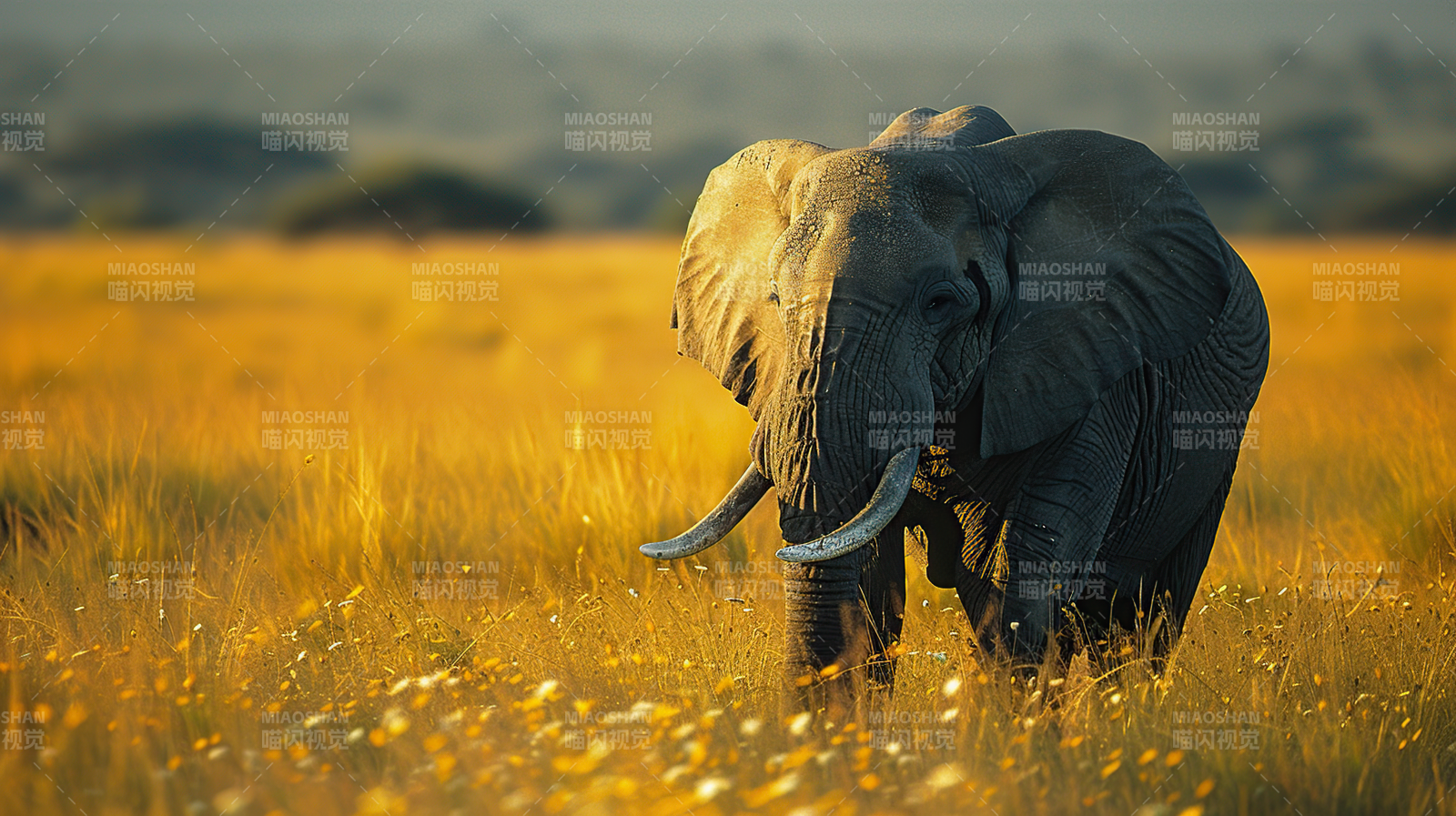 草原上的大象图片