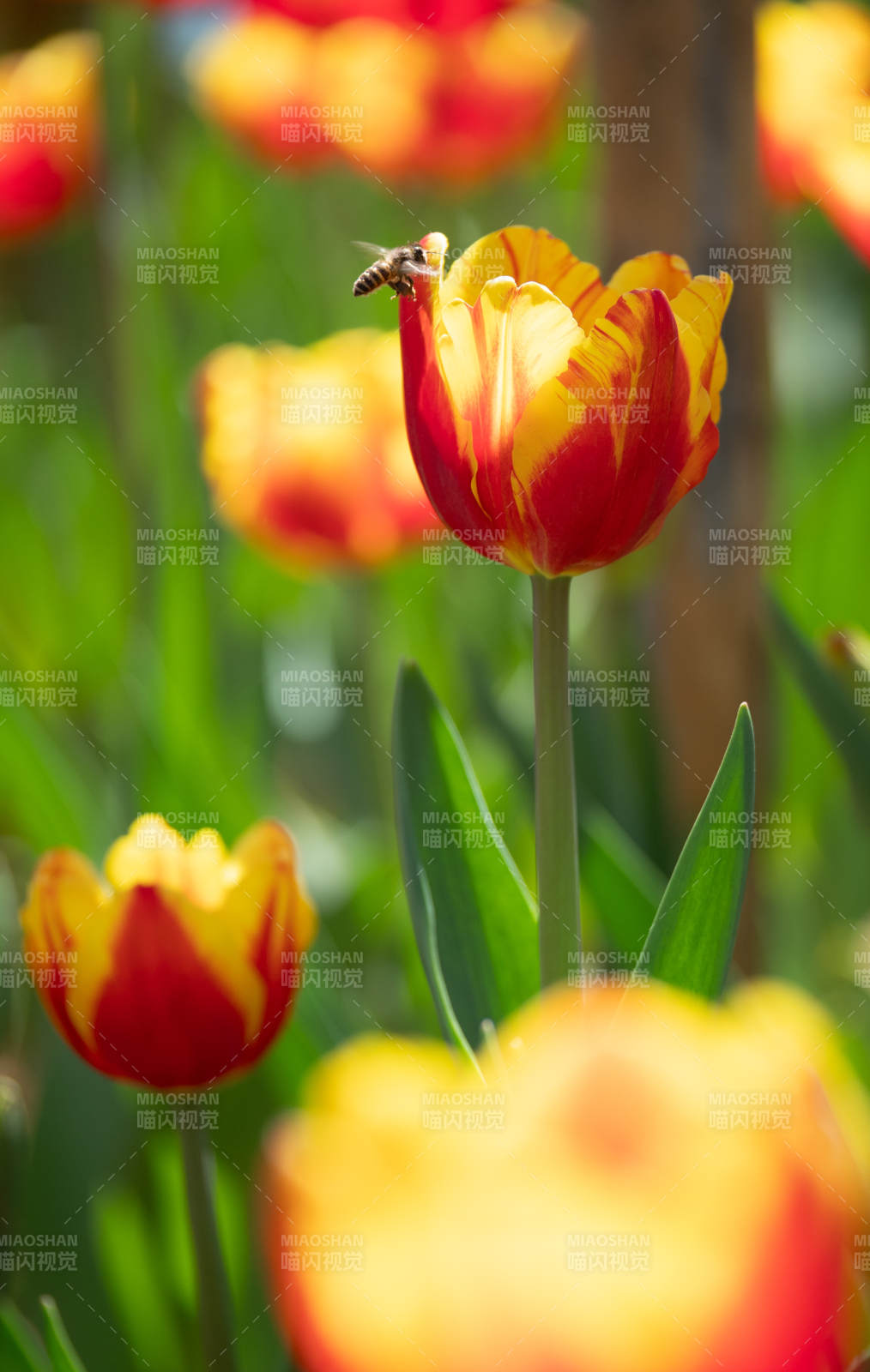 蜂采郁金香图片