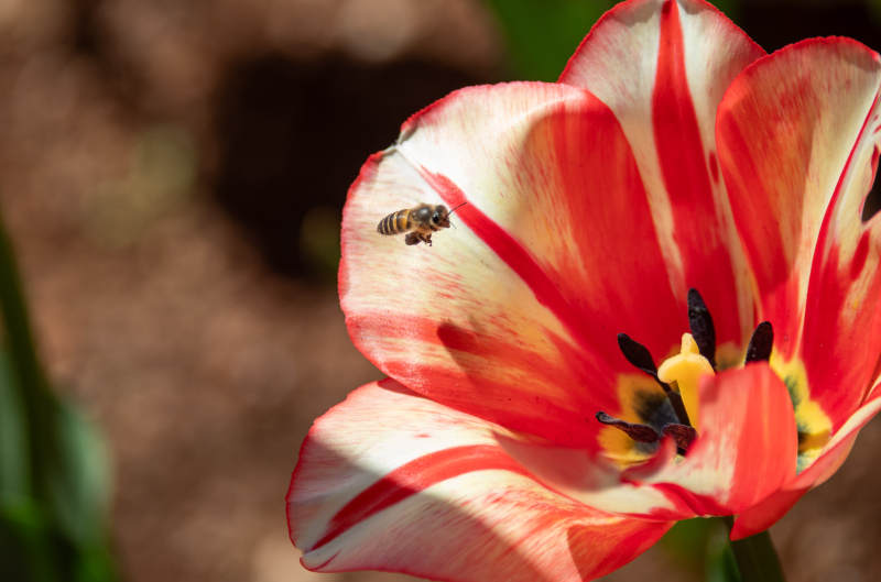 蜂采红白郁金香图片