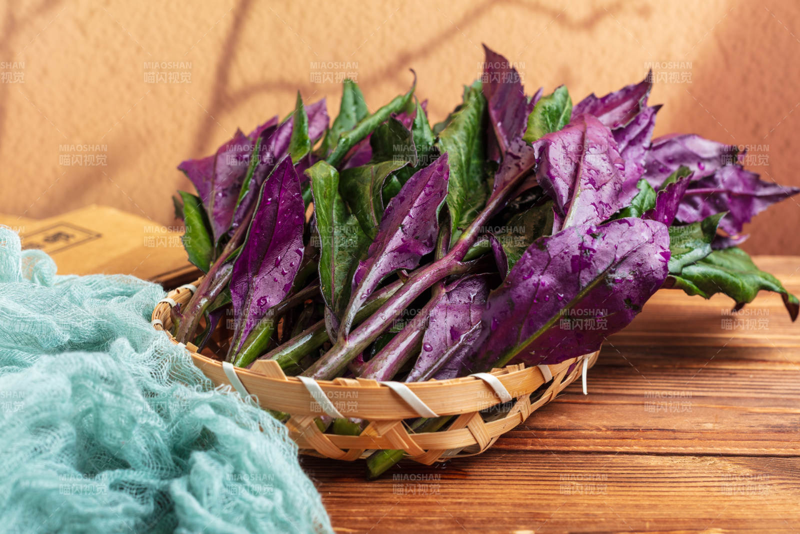观音菜紫背菜图片