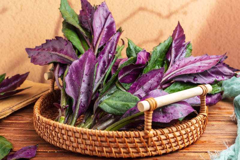 观音菜紫背菜图片