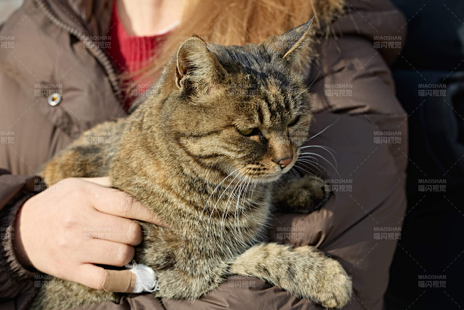 被人抱着的田园狸花猫图片