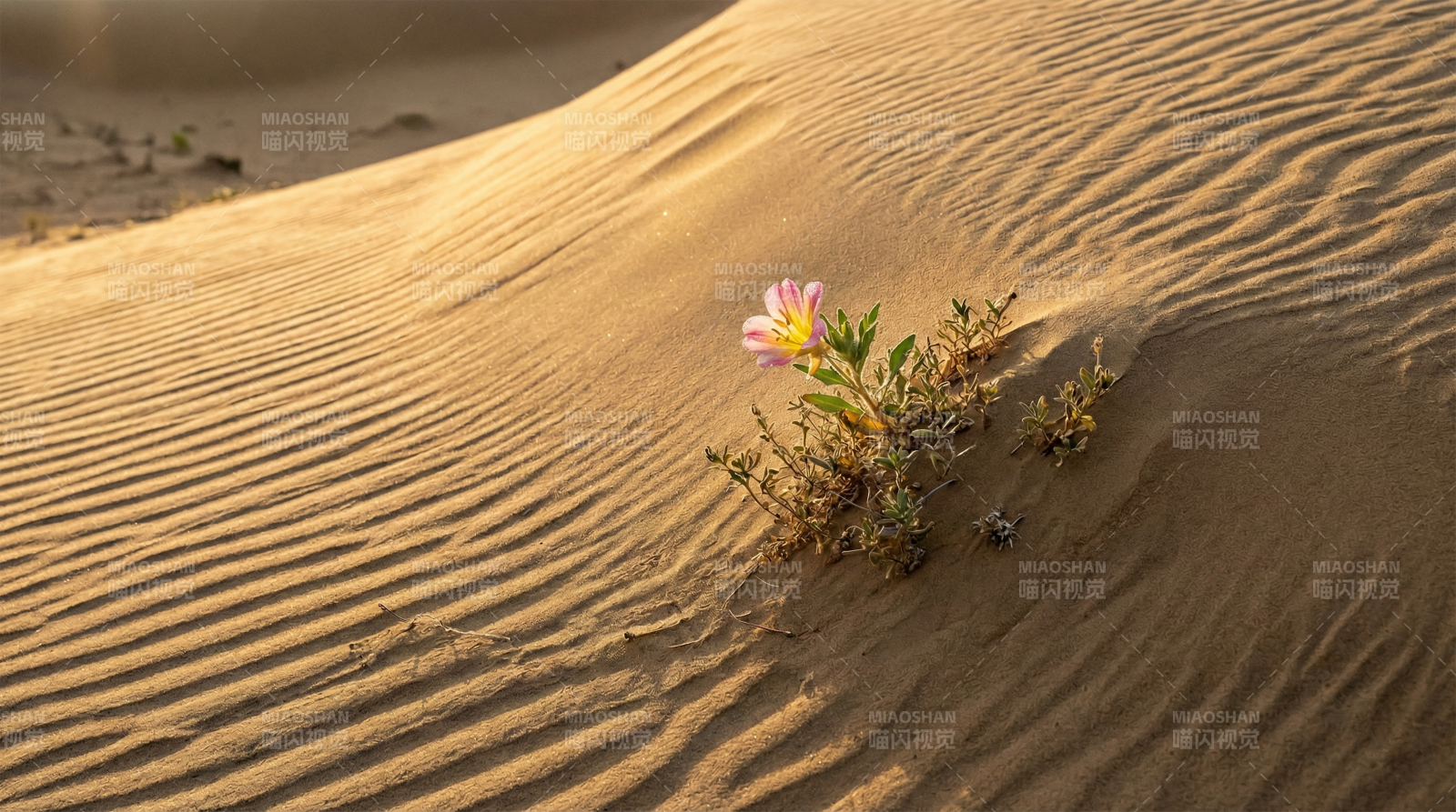 沙丘上的孤花图片
