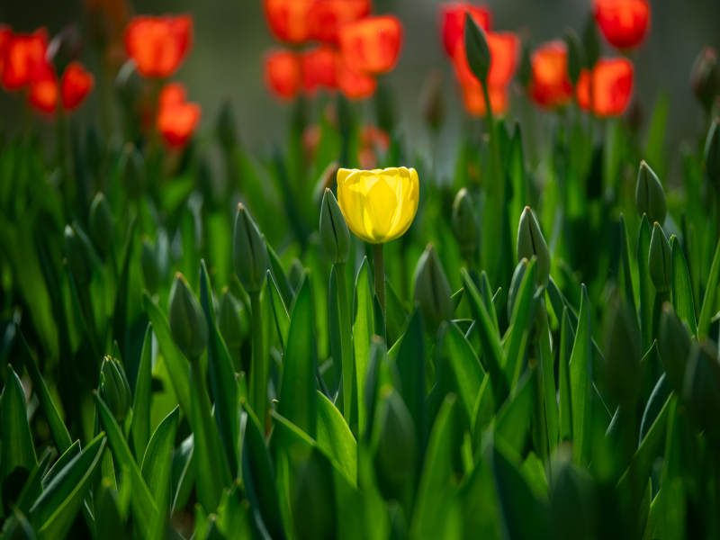 孤黄花中绽放图片