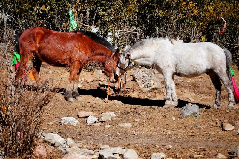两马相依 静谧自然图片