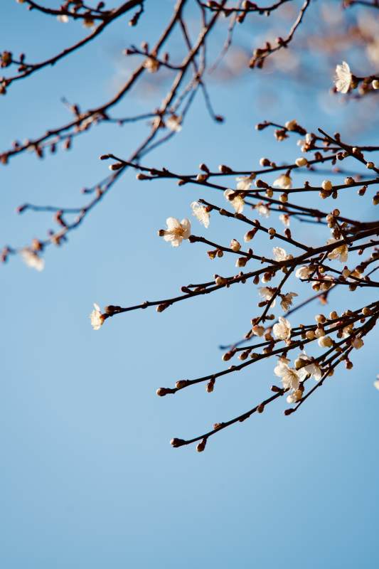 春樱绽放枝头图片