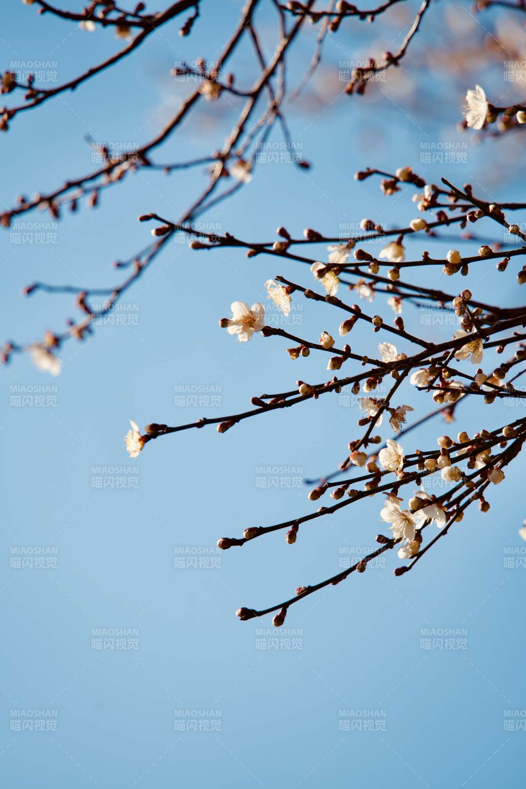 春樱绽放枝头图片