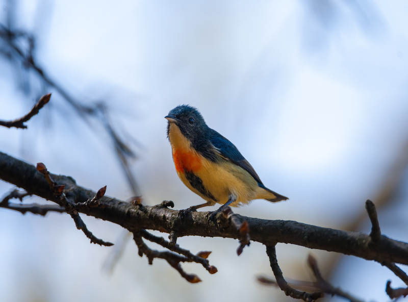 红胸啄花鸟栖枝头图片