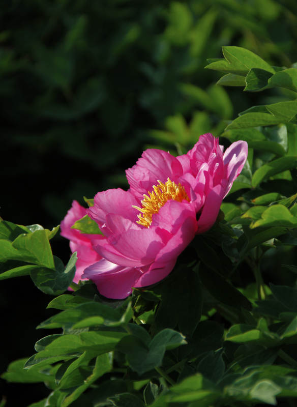 粉红牡丹绽放图片