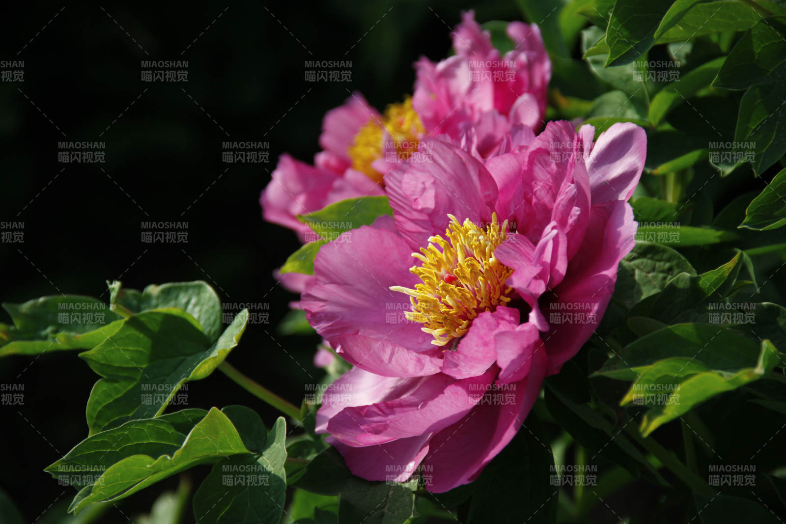 粉红牡丹绽放图片