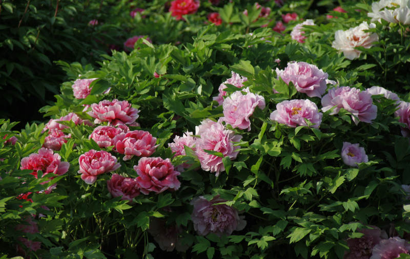 粉红牡丹盛开图片