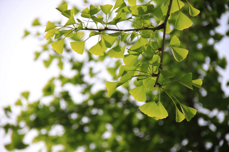 银杏叶在风中摇曳图片