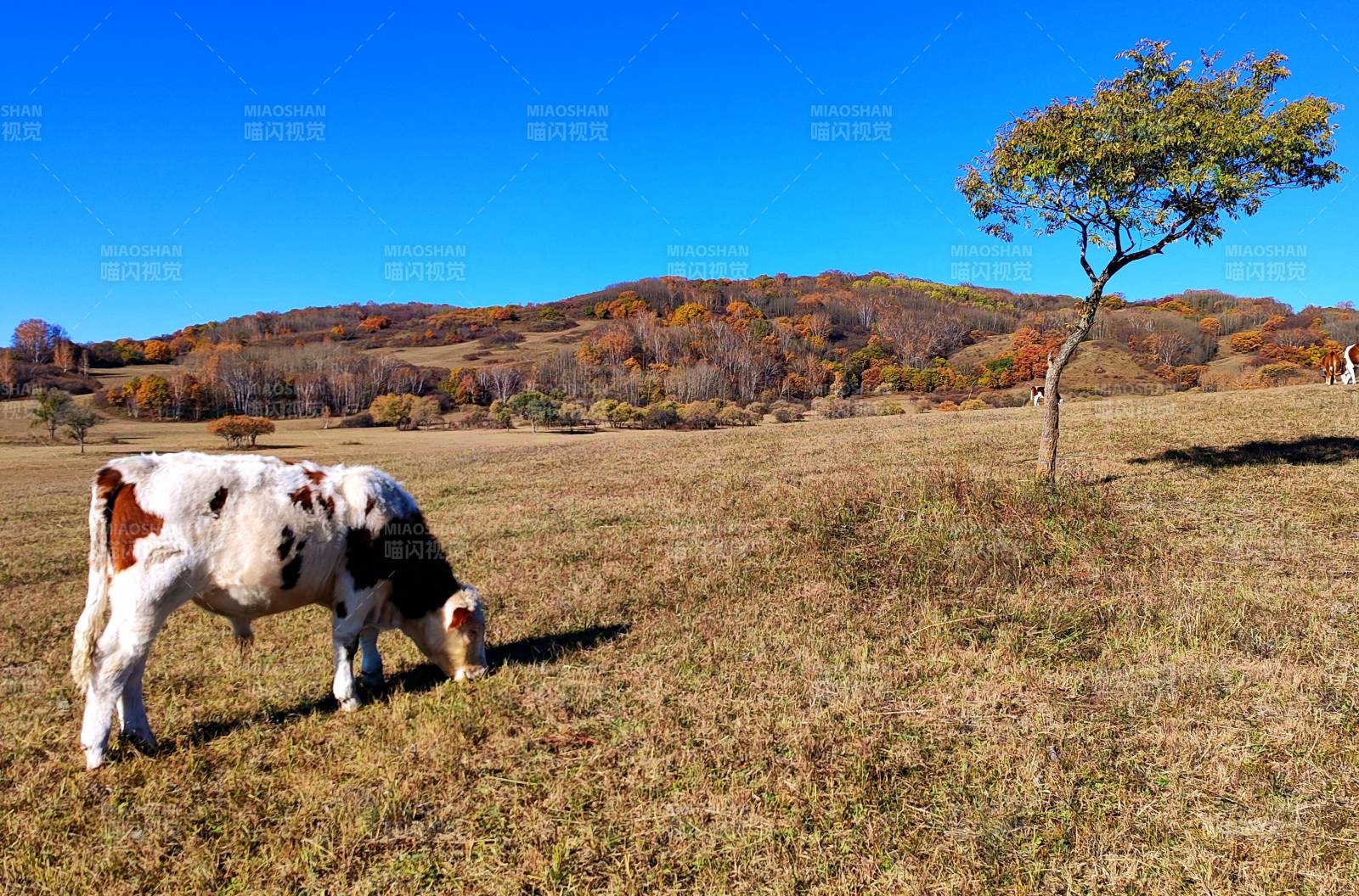 秋日牧场牛吃草图片