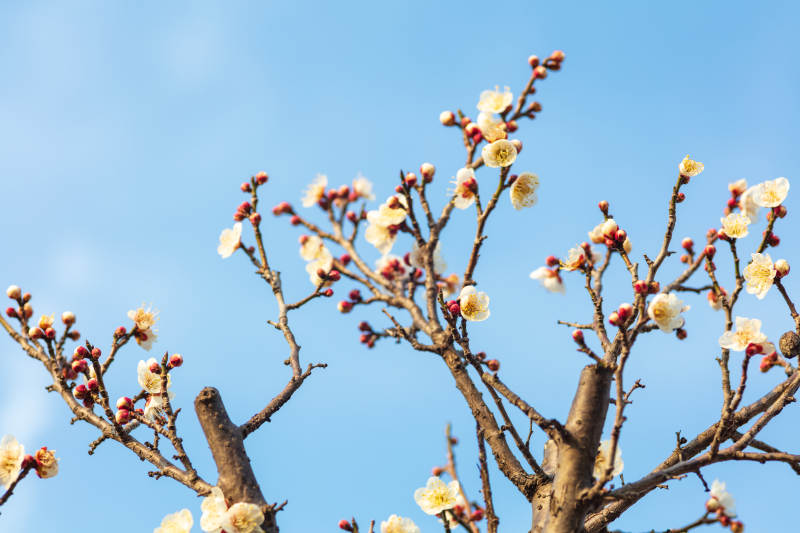 梅花绽放迎春来图片