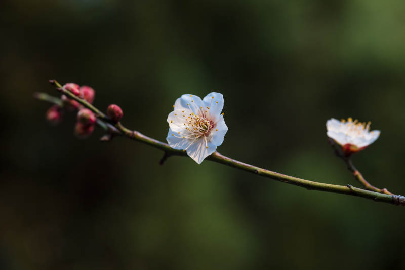 梅花绽放枝头图片