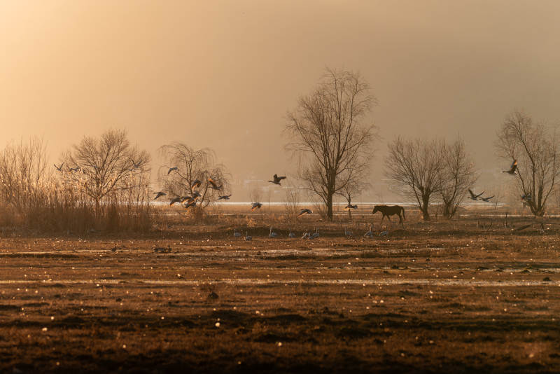 拉市海湿地冬日田野飞鸟归图片
