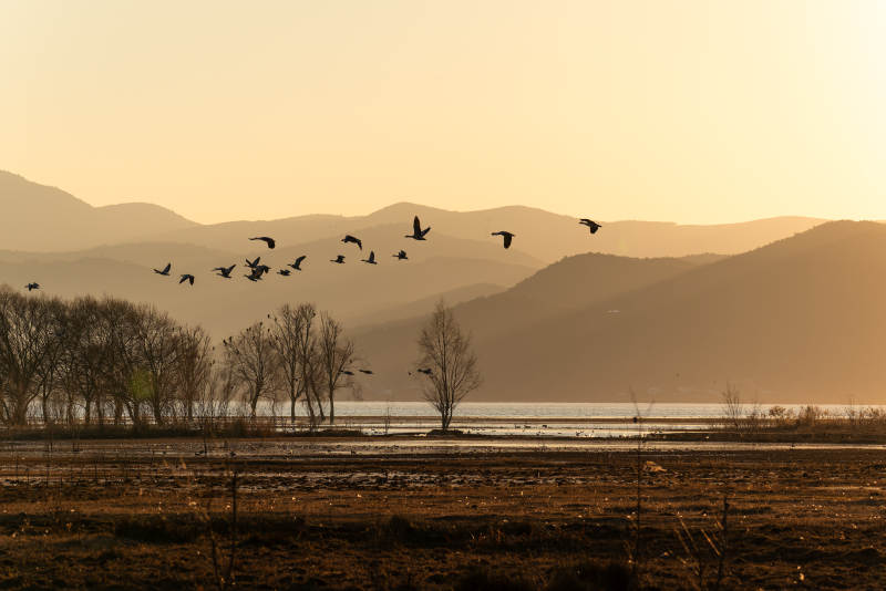 丽江拉市海湿地-飞鸟归山暮色中图片