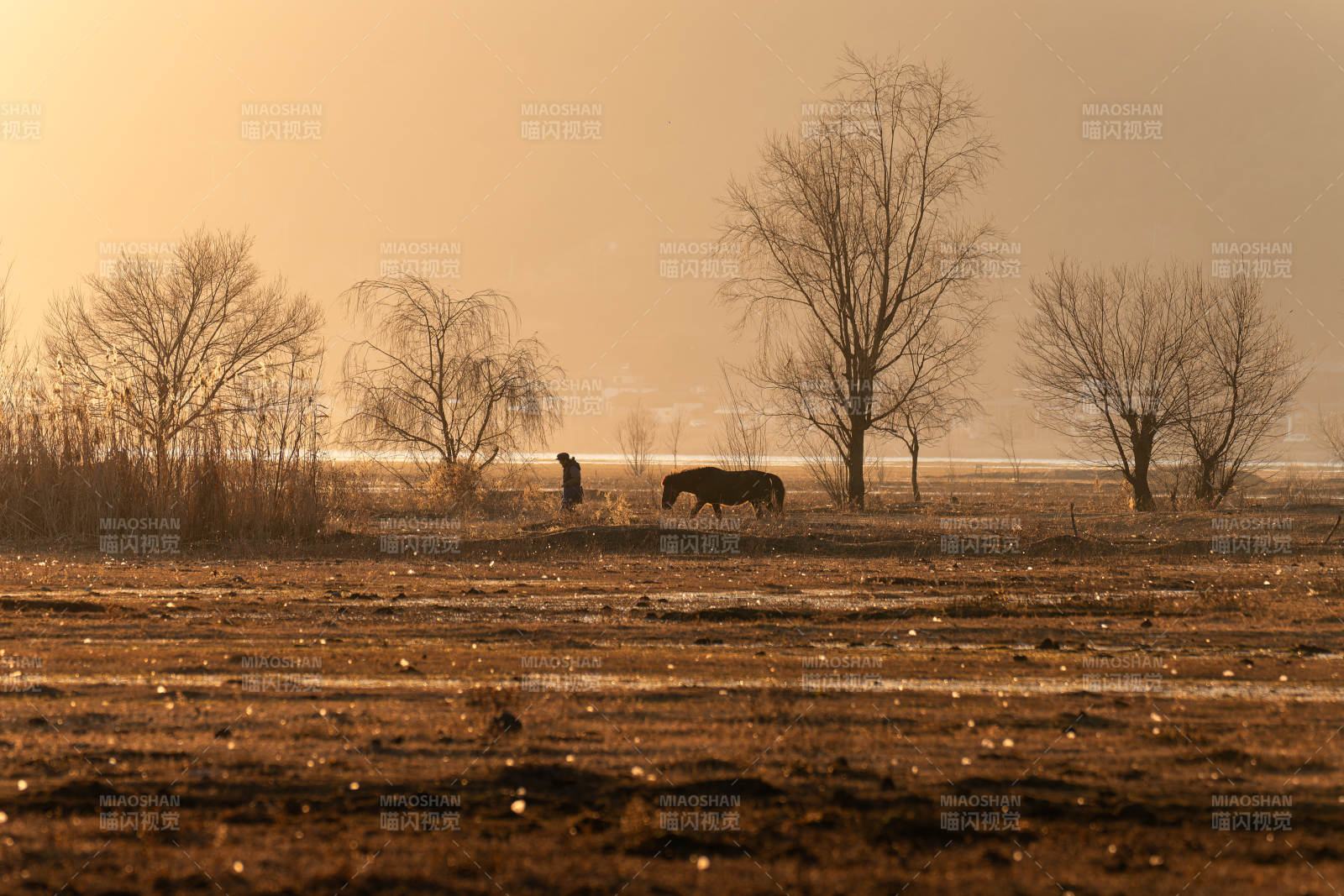 拉市海湿地冬日旷野孤影图片