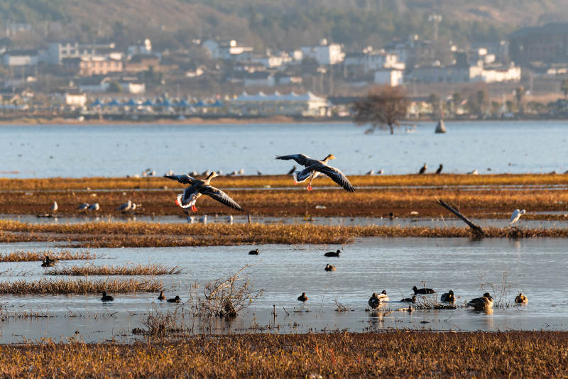 拉市海湿地湖畔飞鸟栖息图图片