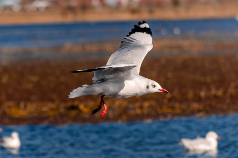 飞翔的海鸥图片
