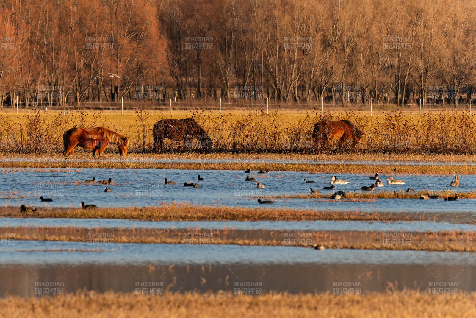 拉市海湿地马群与飞鸟图片