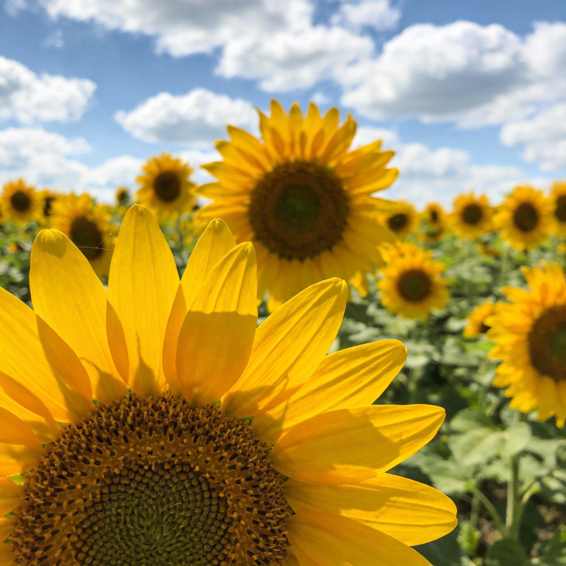 向日葵花海图片