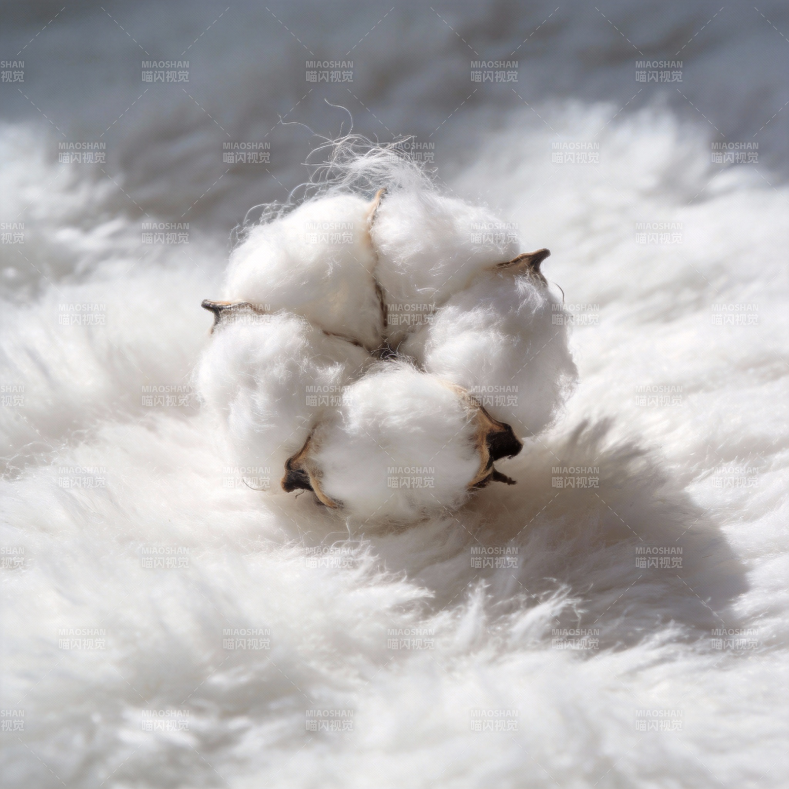 棉絮绽放图片