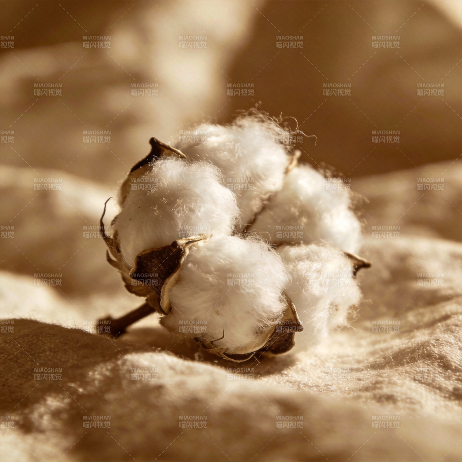 棉絮轻柔绽放图片