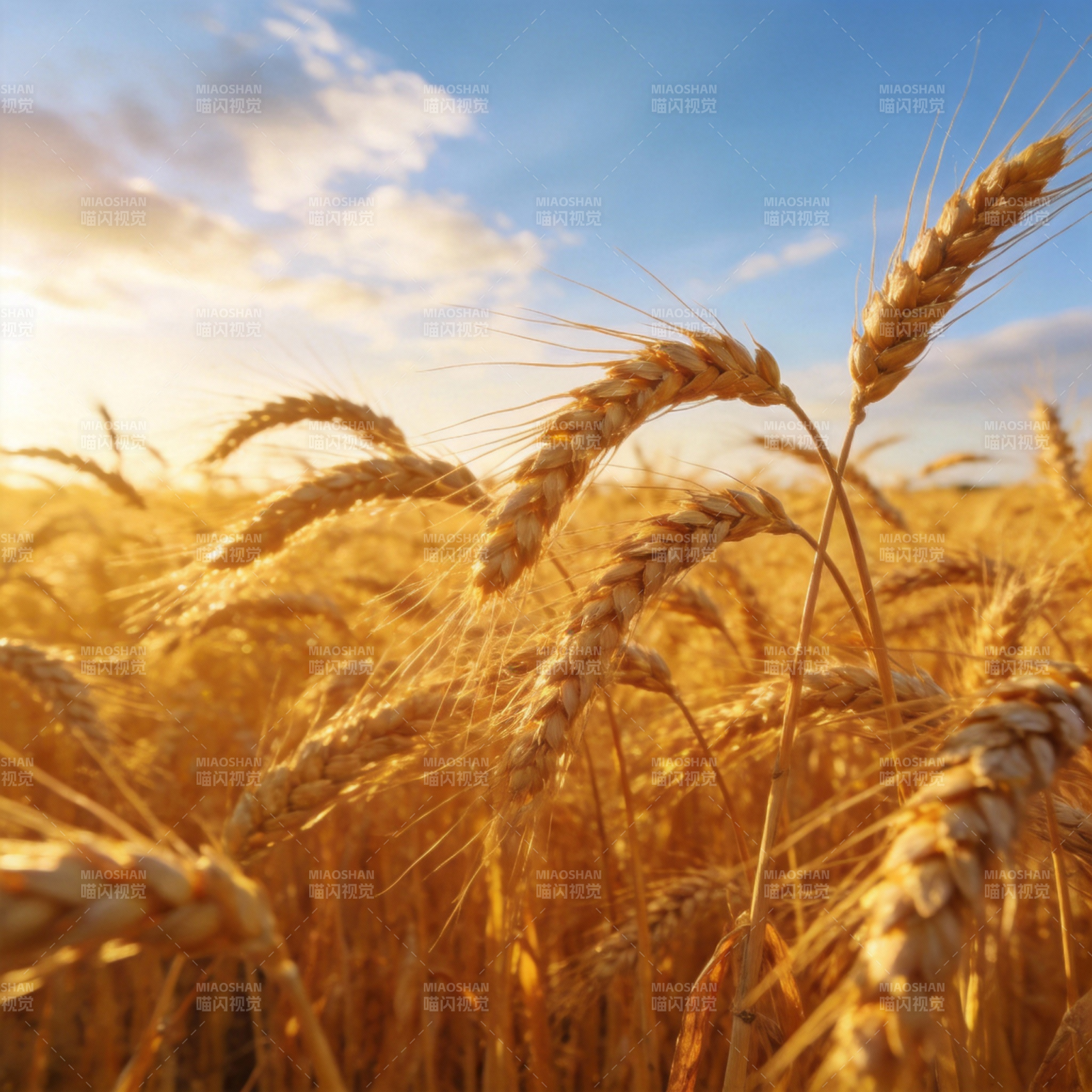 金麦迎风摇曳图片