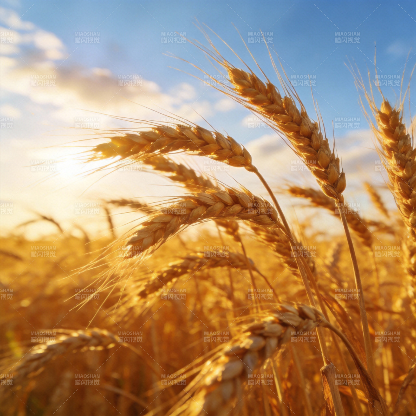 金麦迎日图片