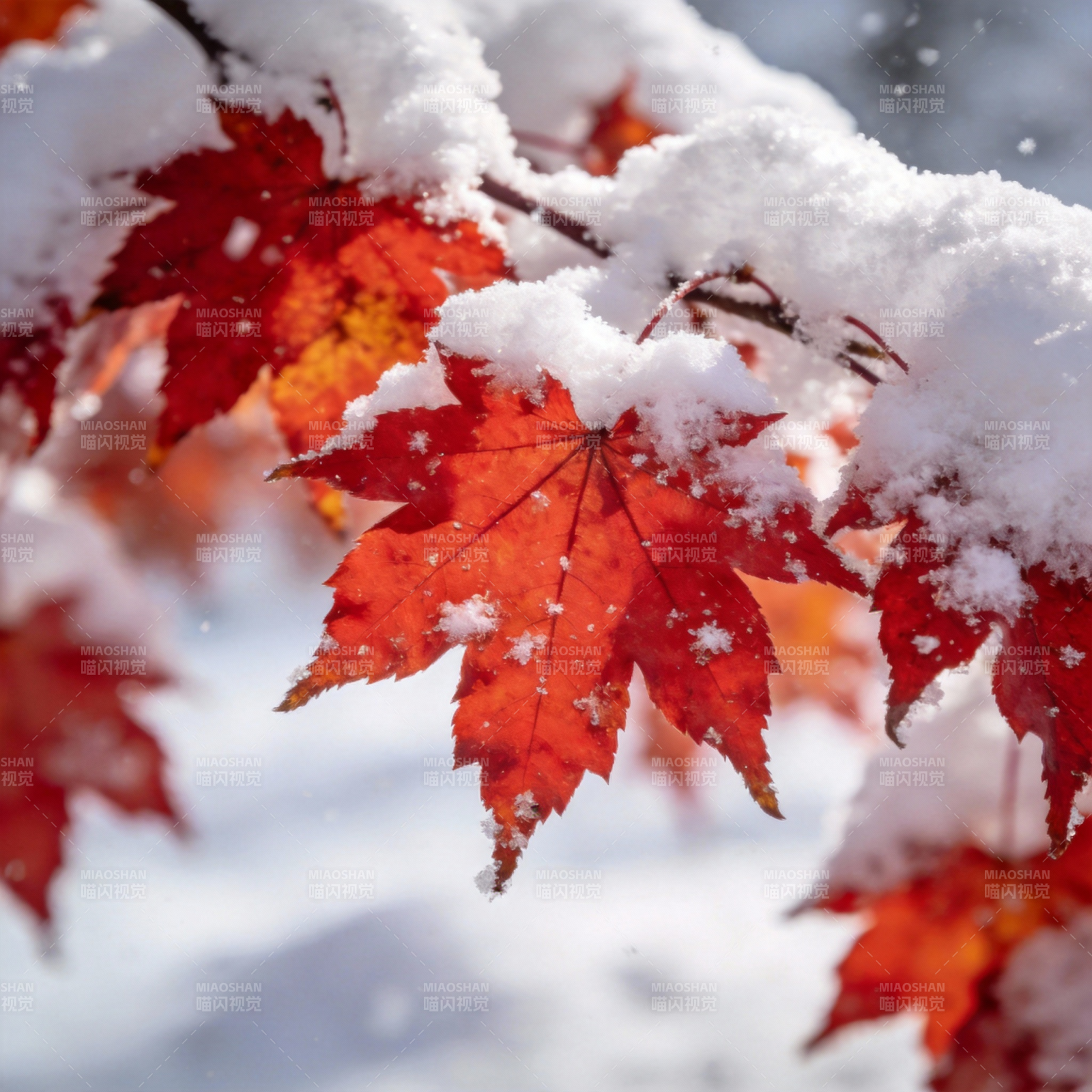 雪覆红叶图片