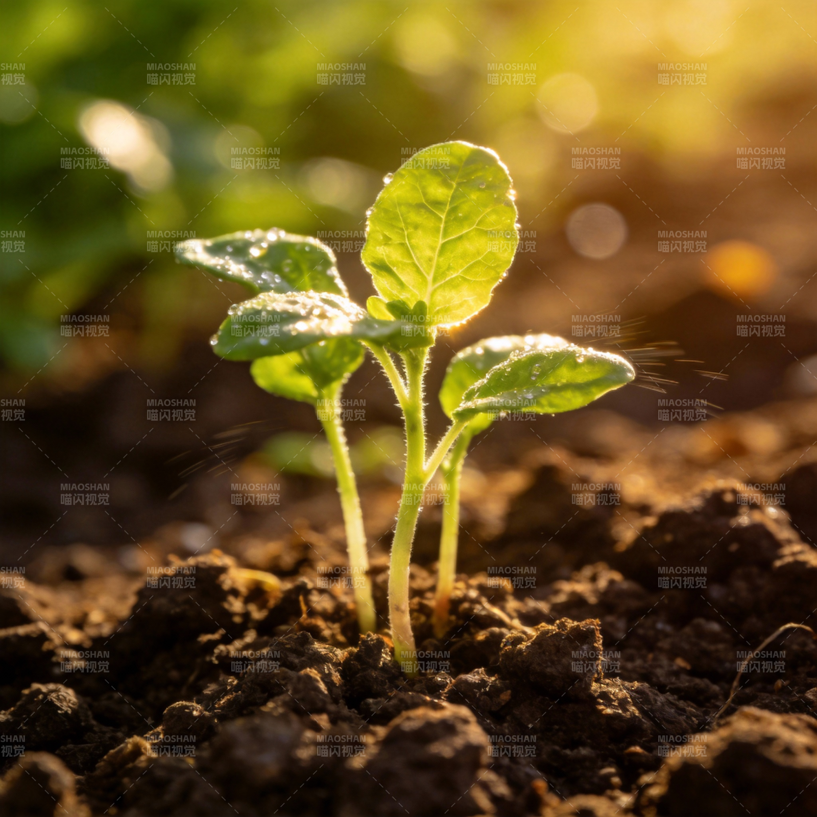 嫩芽破土而出图片