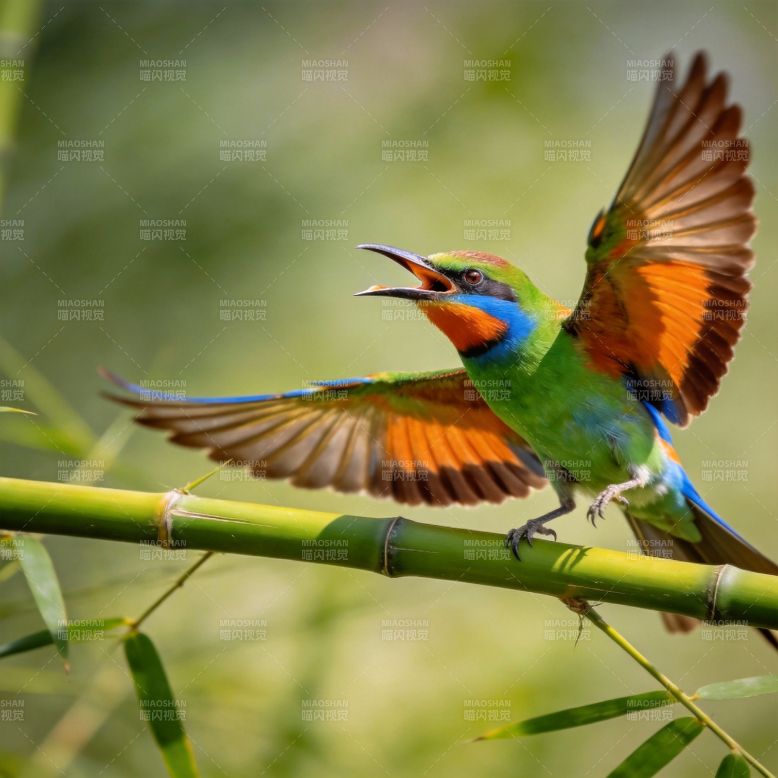 彩鸟展翅竹上鸣图片