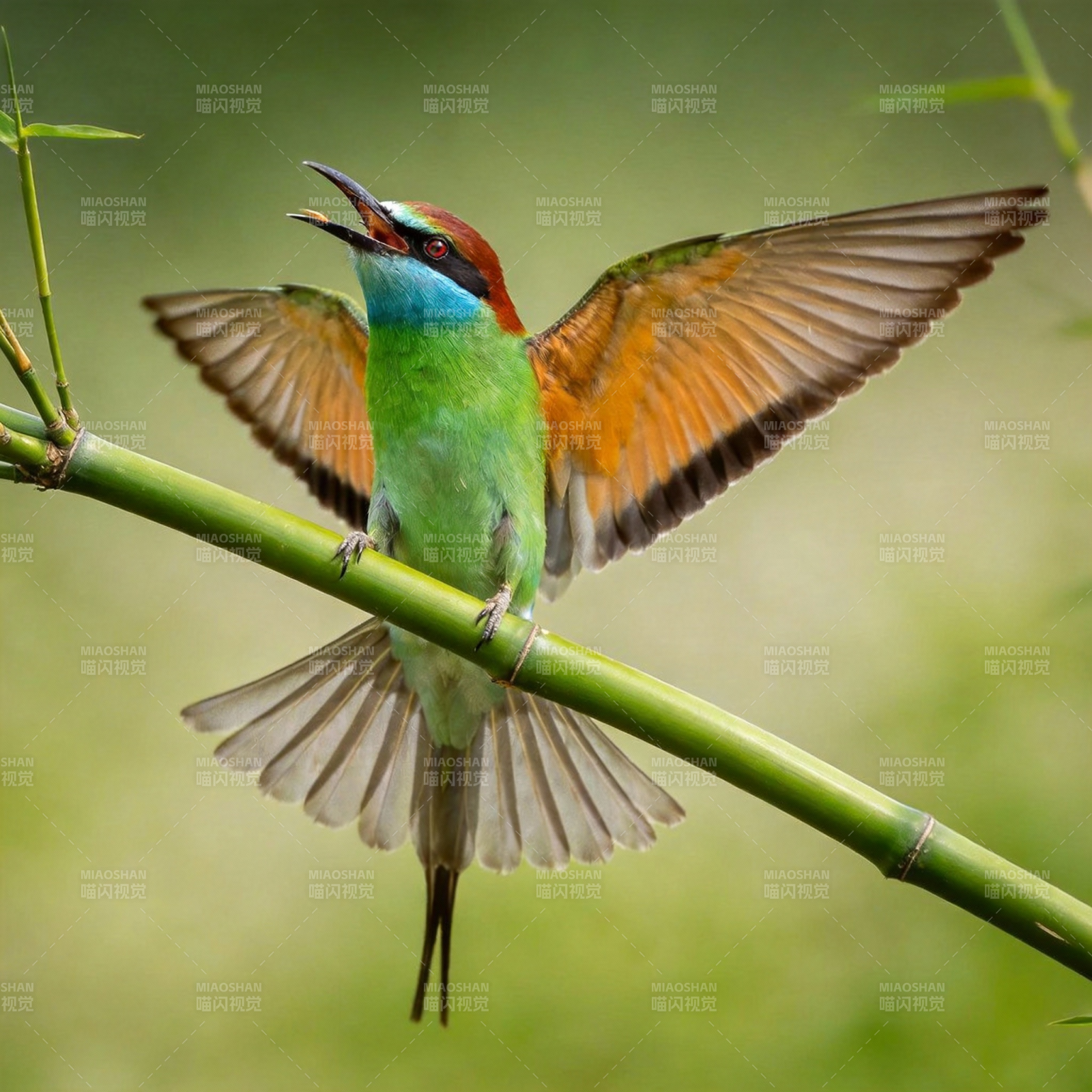 彩鸟展翅鸣翠枝图片