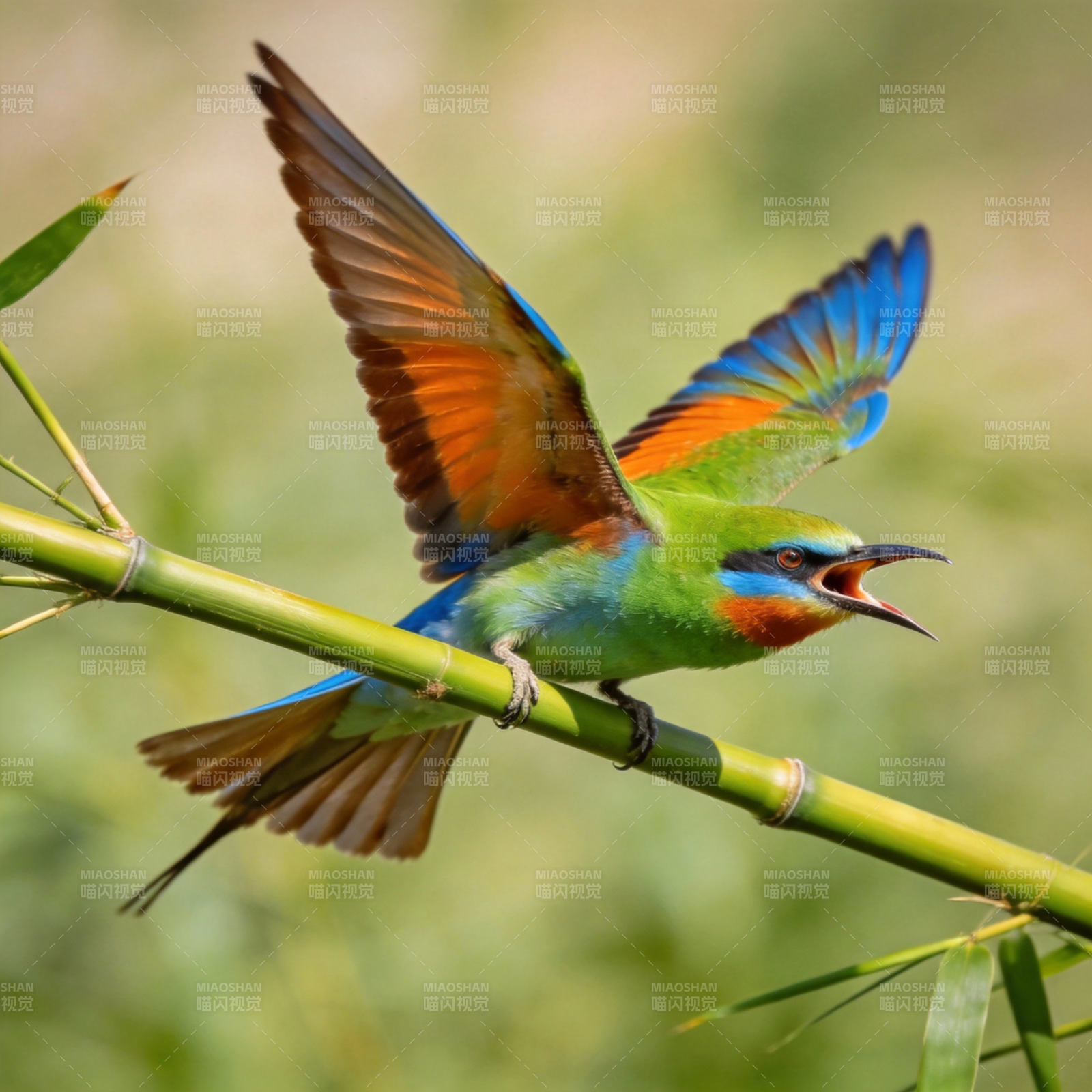 彩鸟展翅鸣竹枝图片