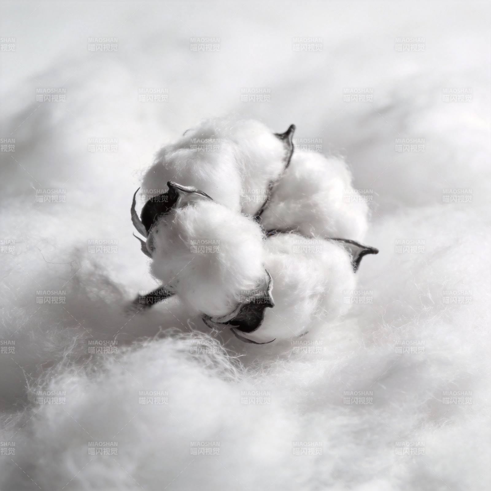 洁白棉絮静谧绽放图片