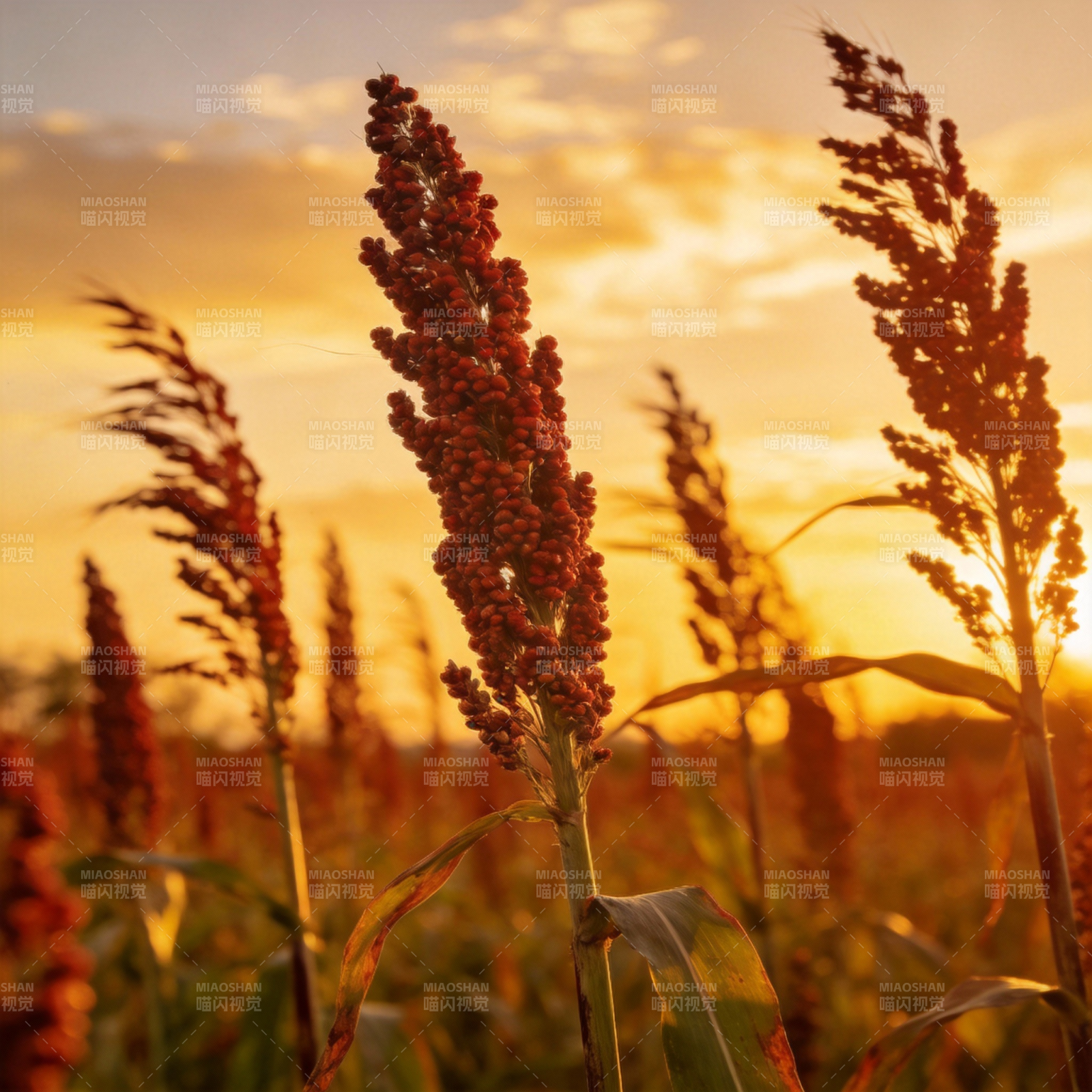 夕阳下的高粱田图片