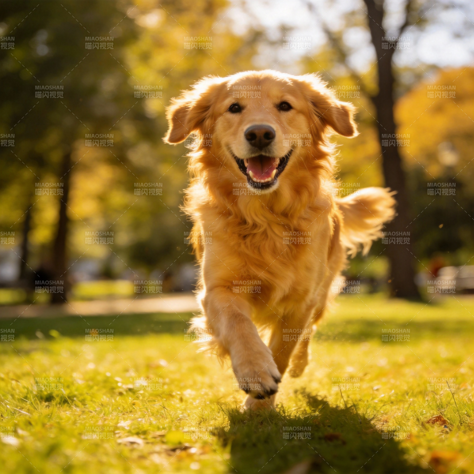 金毛奔跑在秋日公园图片